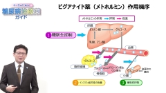 ナースのための糖尿病治療薬ガイド|第1選択となる経口薬と組み合わせ