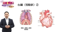 ナースのための心筋梗塞の重症度アセスメントと看護ケア|心臓・冠動脈の解剖生理と病態生理