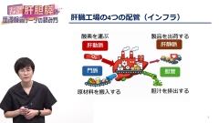 ナースのための肝胆膵の血液検査データの読み方|肝臓（総論）
