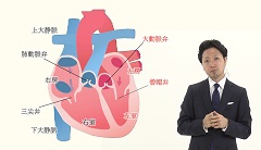 【受講証明書付き】Dr.水野のうたう♪心音レクチャー（全7回）|第1回　心臓の解剖生理と心音の関係